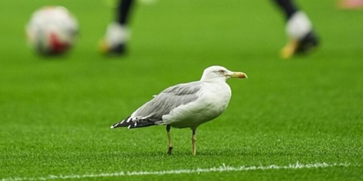 Beşiktaş–Samsunspor maçında sahaya martı indi! Seba’nın sözleri yeniden hatırlandı